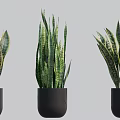 Three Snake Plant Bonsai in Black Pots with Green Striped Leaves