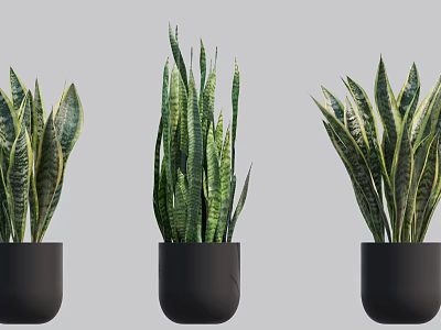 Three Snake Plant Bonsai in Black Pots with Green Striped Leaves 3d model