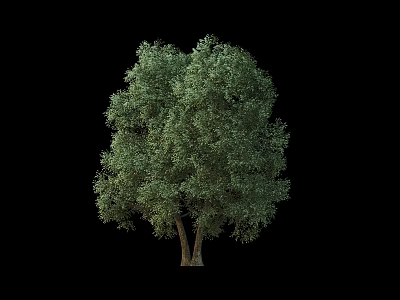 Lush Green Tree With Two Trunks And Dense Foliage Isolated On Black Background 3d model