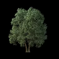 Lush Green Tree With Two Trunks And Dense Foliage Isolated On Black Background