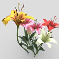 Colorful Lily Flowers Red White Pink Yellow Blooming Fresh Beautiful Garden Plants