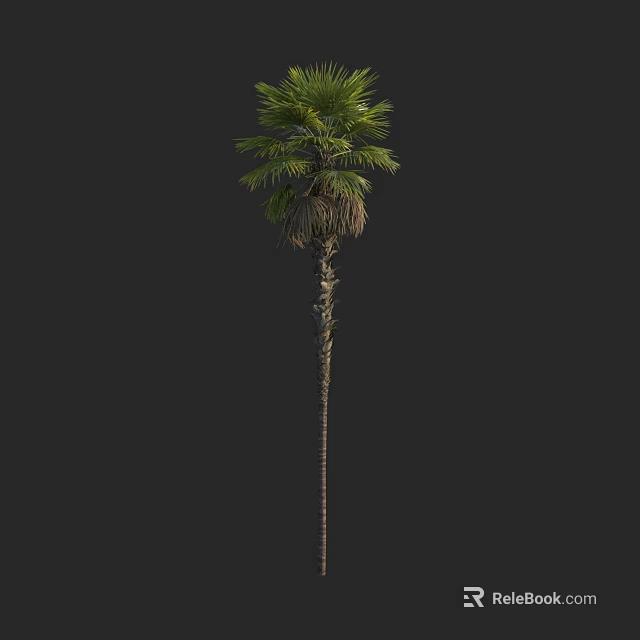 Tall Palm Tree With Slender Trunk Fan Shaped Leaves And Lush Green Foliage 3d model 