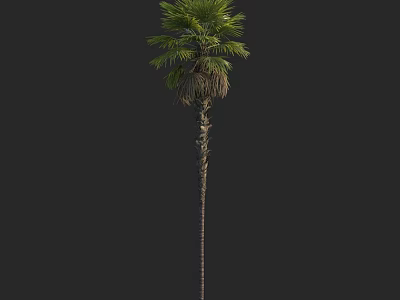 Tall Palm Tree With Slender Trunk Fan Shaped Leaves And Lush Green Foliage 3d model