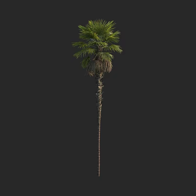 Tall Palm Tree With Slender Trunk Fan Shaped Leaves And Lush Green Foliage 3d model
