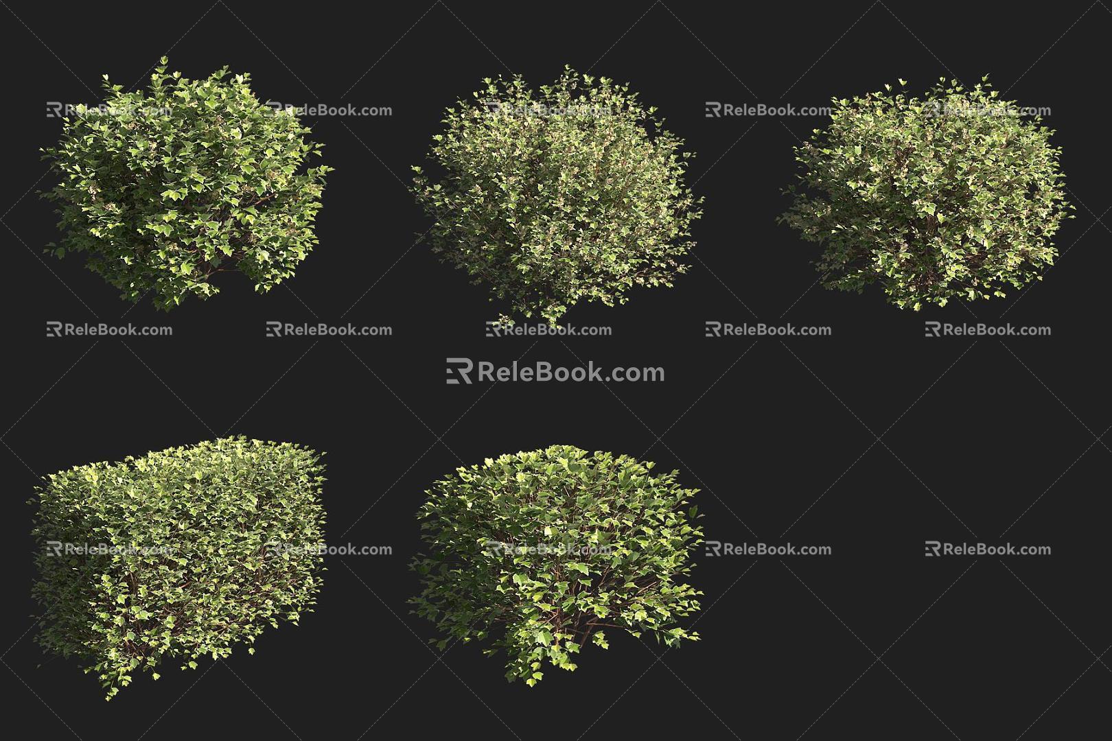 Ribes alpine shrub 3d model