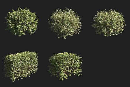 Ribes alpine shrub 3d model