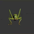 Green Grasshopper In Natural Pose With Detailed Body Long Antennae And Shiny Surface