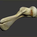 Detailed Bone Specimen Displaying Ivory White Surface And Brown Textural Details 3d model
