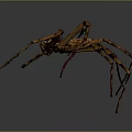 Brown Spider With Long Legs Isolated On Gray Background Detailed View