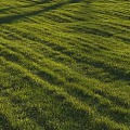 Lush Well Trimmed Green Grass Lawn With Striped Patterns Under Bright Sunlight