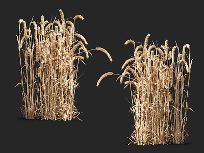 Dried Wheat Plants Natural Floral Decor For Home Decoration 3d model