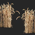 Dried Wheat Plants Natural Floral Decor For Home Decoration