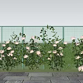 Vibrant Pink Roses Blooming Beside Green Fence Under Blue Sky With White Clouds