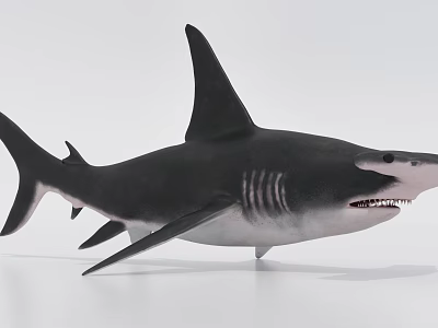 Realistic Black And White Shark 3D Model With Detailed Sharp Teeth And Dorsal Fin 3d model