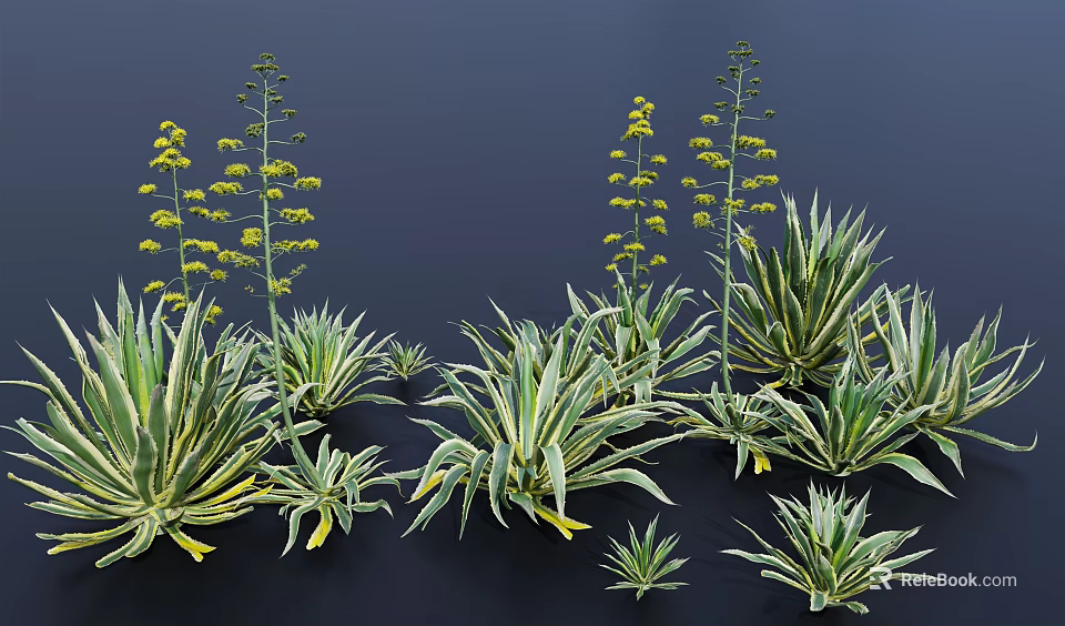 Green Agave Plants with Yellow Striped Leaves Various Sizes Forms and Yellow Flower Stalks 3d model 