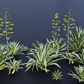 Green Agave Plants with Yellow Striped Leaves Various Sizes Forms and Yellow Flower Stalks