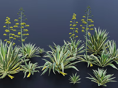 Green Agave Plants with Yellow Striped Leaves Various Sizes Forms and Yellow Flower Stalks 3d model