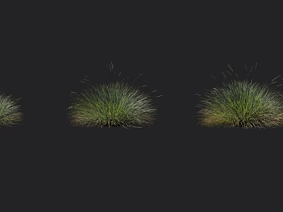 Three Clusters of Grass in Different Growth States Against Black Background 3d model