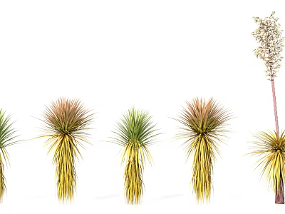 Different Colored Yucca Plants with Green and Yellow Leaves Arranged on White Background 3d model