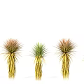 Different Colored Yucca Plants with Green and Yellow Leaves Arranged on White Background