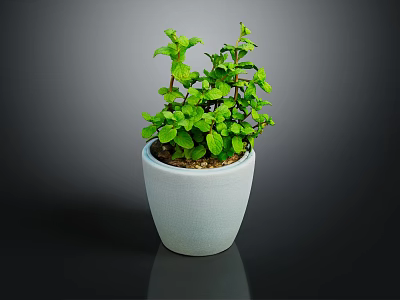 Fresh Green Potted Plant with Lush Leaves in White Ceramic Pot for Indoor Decor 3d model