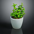 Fresh Green Potted Plant with Lush Leaves in White Ceramic Pot for Indoor Decor