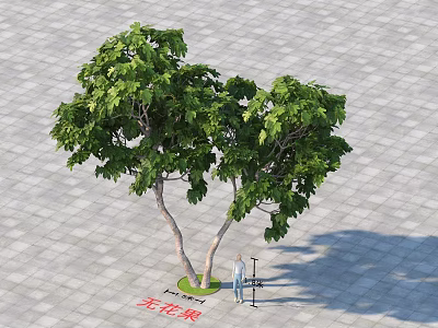 Lush Green Arbor With Double Trunks Standing On Stone Pavement With Person Measuring 3d model