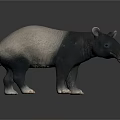 Tapir With Gray And Black Body Standing On Shiny Surface 3D Rendering 3d model