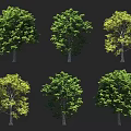 Different Types Of Arbor Trees With Lush Green Foliage And Varied Crown Shapes