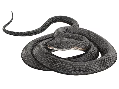 Black Coiled Snake Reptile Close Up View With Scaled Skin Texture 3d model