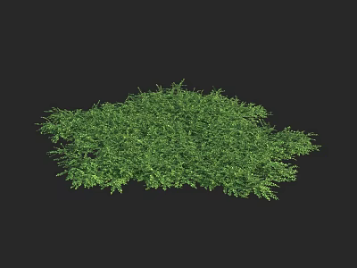Lush Green Herb Foliage Dense Natural Plant Cover Isolated On Black 3d model