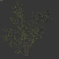 Decorative Shrub With Slender Branches And Small Green Leaves On White Background