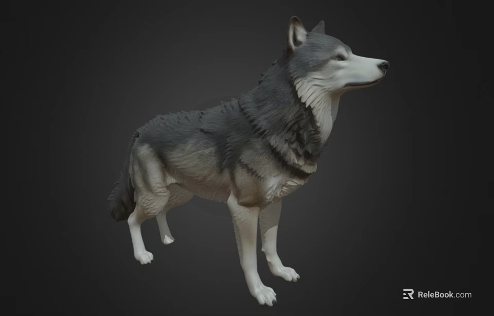 Wolf 3D Model in Standing Pose with Gray and White Fur on Dark Background 3d model 
