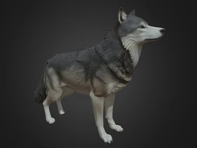 Wolf 3D Model in Standing Pose with Gray and White Fur on Dark Background 3d model