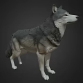 Wolf 3D Model in Standing Pose with Gray and White Fur on Dark Background
