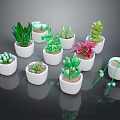 Various Succulent Plant Species Arranged in White Pots on Black Background