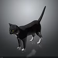 Gray Cat Standing With White Paws Chest And Yellow Eyes On Smooth Black Surface