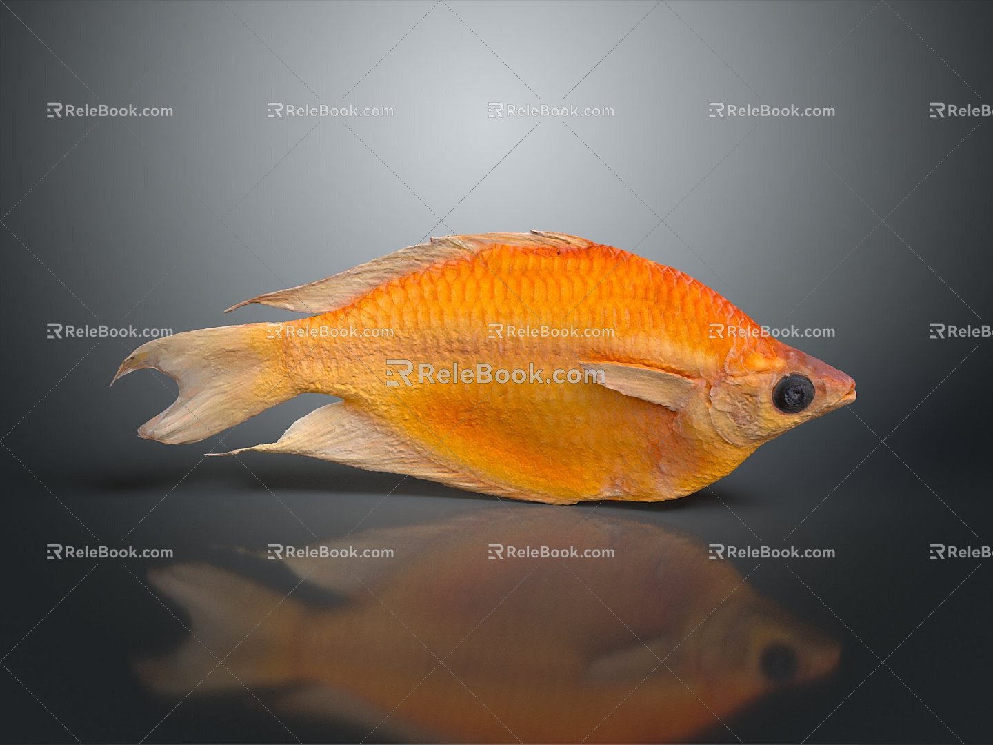 Catfish Carp Sturgeon Bass Freshwater Fish Various Carp Grass Carp Crucian Carp 3d model