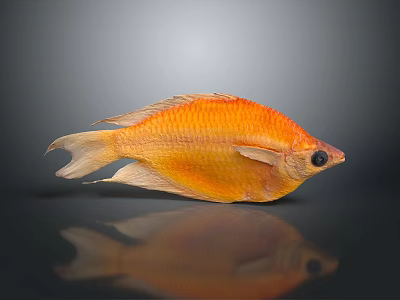 Decorative Orange Fish Figurine For Home Decor With Gray Background And Reflection 3d model
