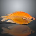Decorative Orange Fish Figurine For Home Decor With Gray Background And Reflection 3d model