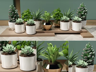 Various Bonsai Potted Plants With Green Leaves In Decorative Ceramic Pots On Wooden Shelf 3d model
