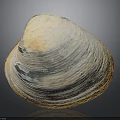 Natural Shell With White Yellow Gray Color Ribbed Surface And Smooth Texture