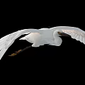 White Egret Flying With Spread Wings White Feathers And Black Beak Against Black Background