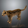 Leopard Model With Yellow Fur And Black Spots In Standing Pose On Dark Background