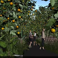 Citrus Garden Landscape With Fruit Laden Trees Pathway And People Walking