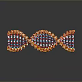 DNA Double Helix Structure Linking Organ And Hair Molecular Components