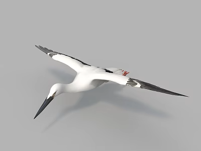 White Flying Bird With Black Wings Long Beak And Red Feet In Gray Sky 3d model