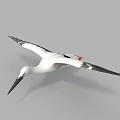 White Flying Bird With Black Wings Long Beak And Red Feet In Gray Sky