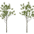 Two Slender Trunk Trees With Lush Green Foliage On White Background 3d model