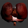 Abdominal Organs Anatomical Structure 3D Rendering Showing Human Body Internal Organs 3d model